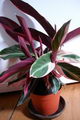 Calathea triostar